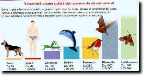 Soglie udibili dall'uomo e da alcuni altri animali.